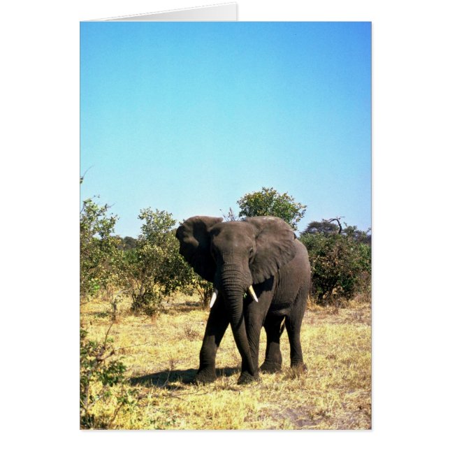 African Elephant Hälsningskort (Framsidan)