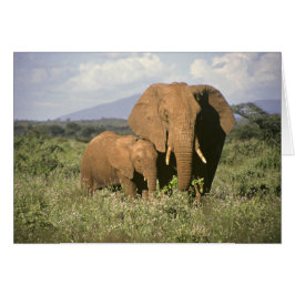 African Elephant Hälsningskort