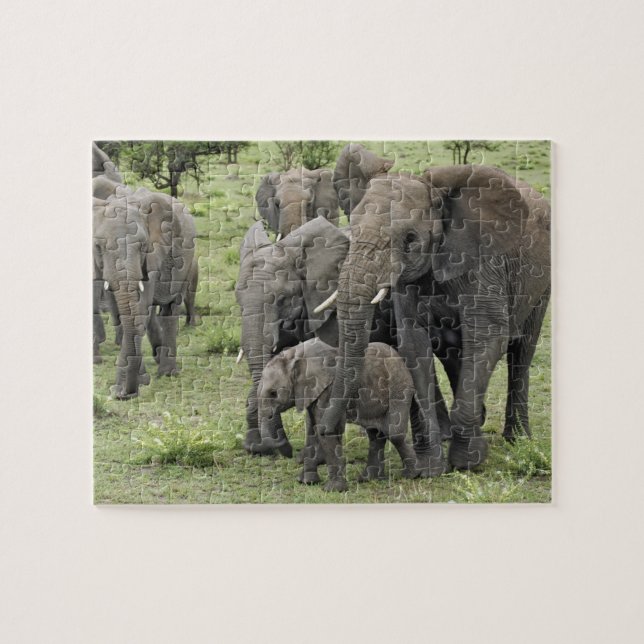 African Elephant herd, Loxodonta africana, 2 Pussel (Horisontell)