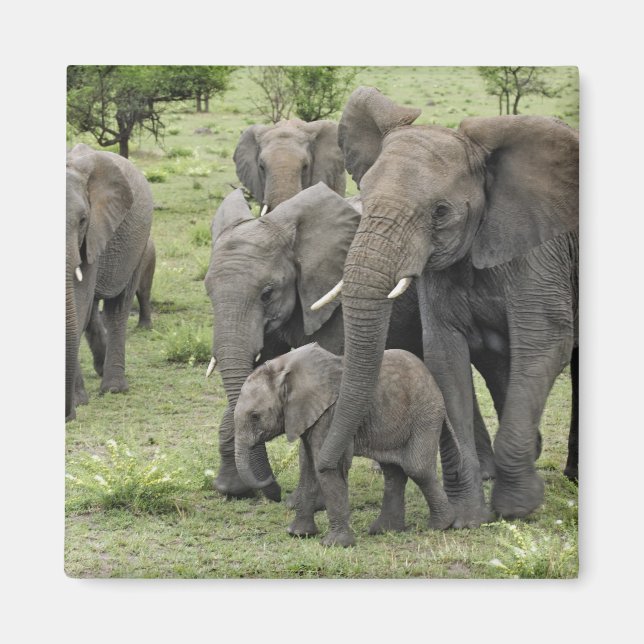 African Elephant Herd Magnet (Framsidan)