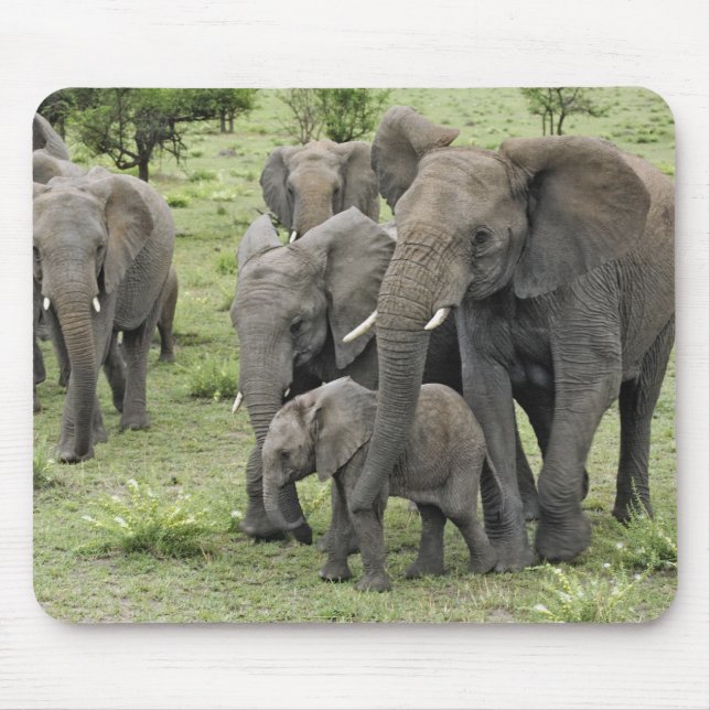 African Elephant Herd Musmatta (Framsidan)