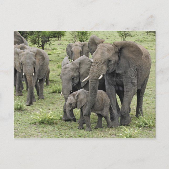 African Elephant Herd Vykort (Framsida)