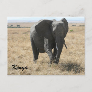 African elephant kenya vykort