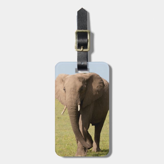 African Elephant (Loxodonta Africana), Maasai Bagagebricka (Vertikal Framsida)