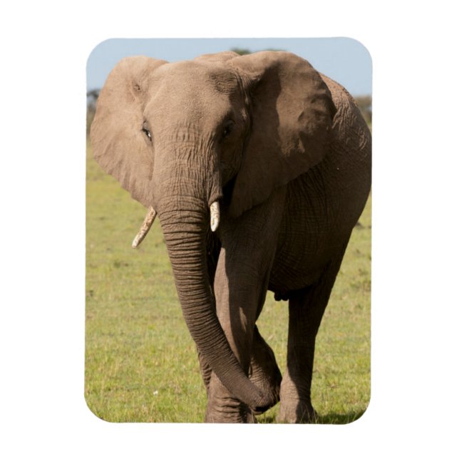 African Elephant (Loxodonta Africana), Maasai Magnet (Vertikal)