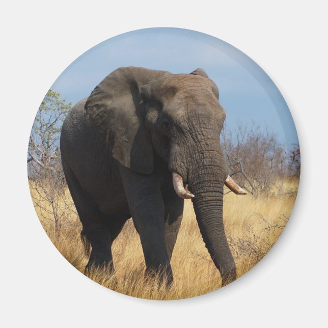 African Elephant Magnet (Framsidan)