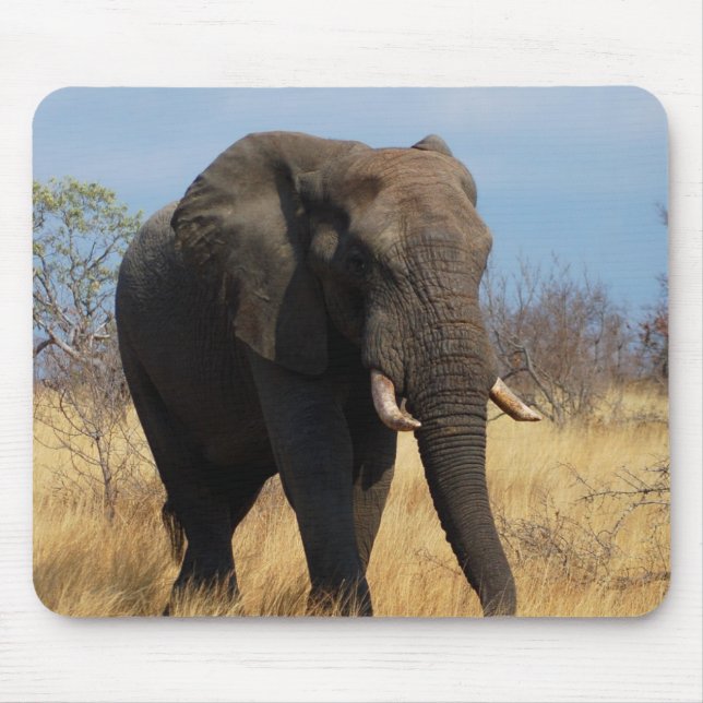 African Elephant Musmatta (Framsidan)