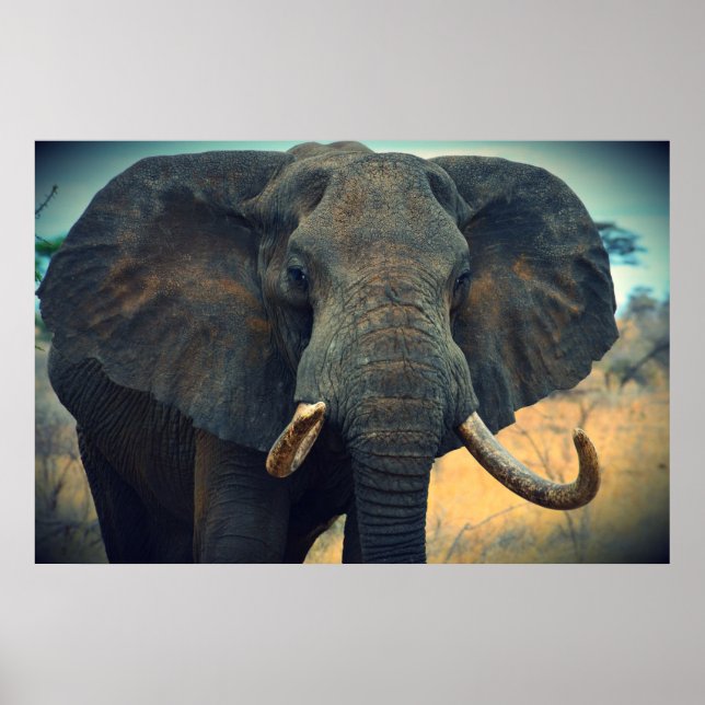 African Elephant Poster (Framsidan)