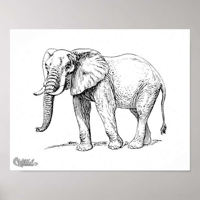 African Elephant Poster (Framsidan)