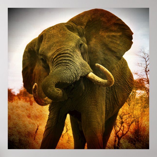African Elephant Poster (Framsidan)