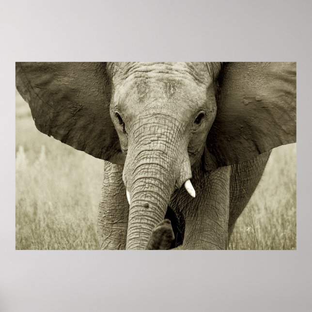 African Elephant poster, print, bild Poster (Framsidan)