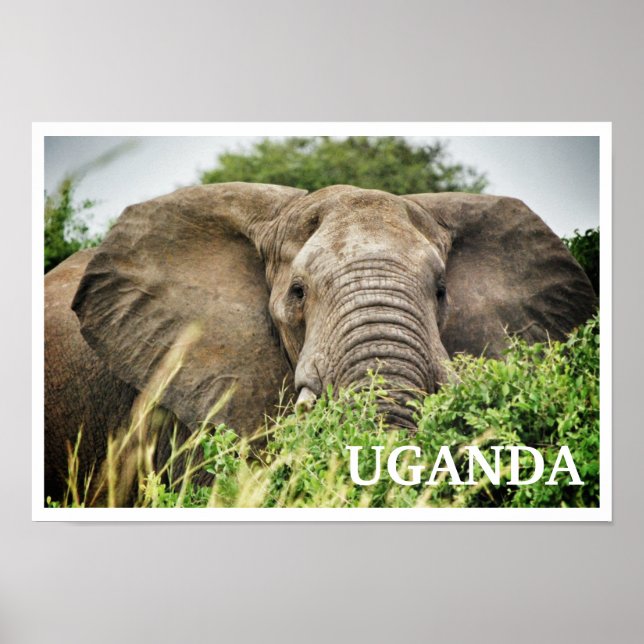 African Elephant, Uganda Poster (Framsidan)