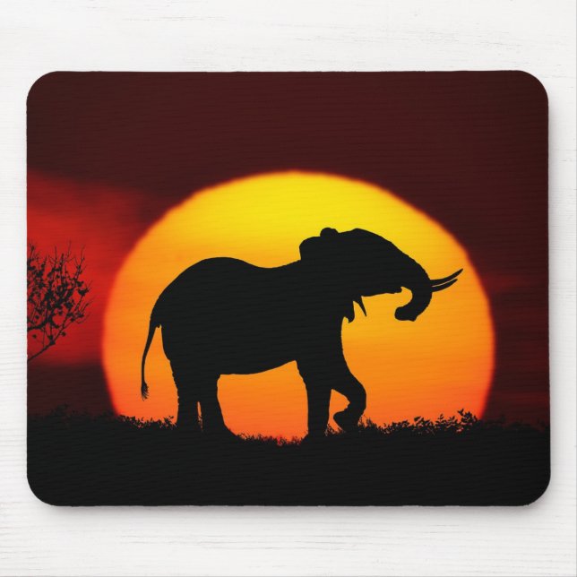African Elephant vid Sunset Musmatta (Framsidan)