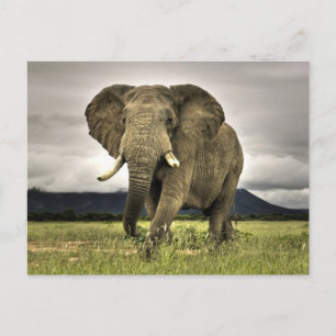 African Elephant Vykort