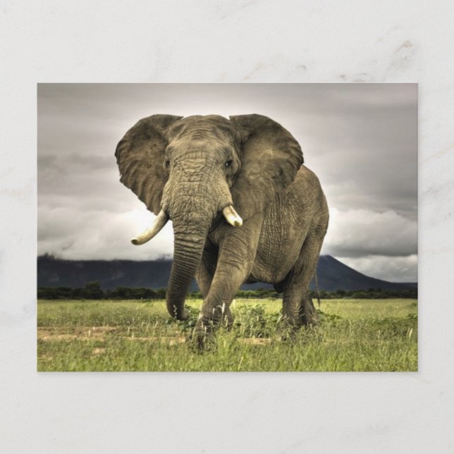 African Elephant Vykort (Framsida)