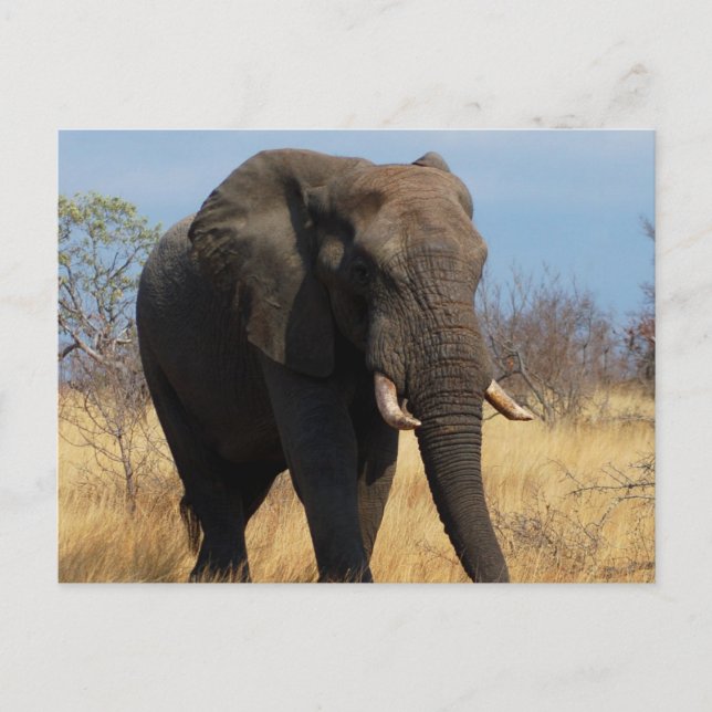 African Elephant Vykort (Framsida)