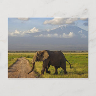 African Elephant Vykort