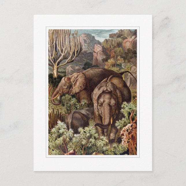 African Elephant Vykort (Framsida)
