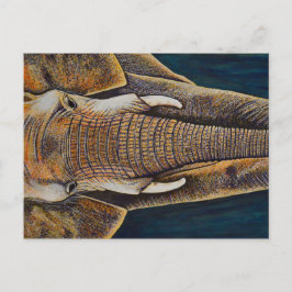 African Elephant Vykort