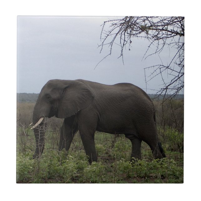 African Elephant Wildlife PhotoTile Kakelplatta (Framsidan)