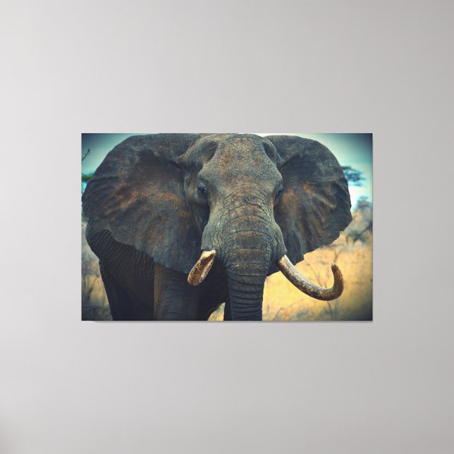 African Elephant Wrapped Canvas (Framsida)