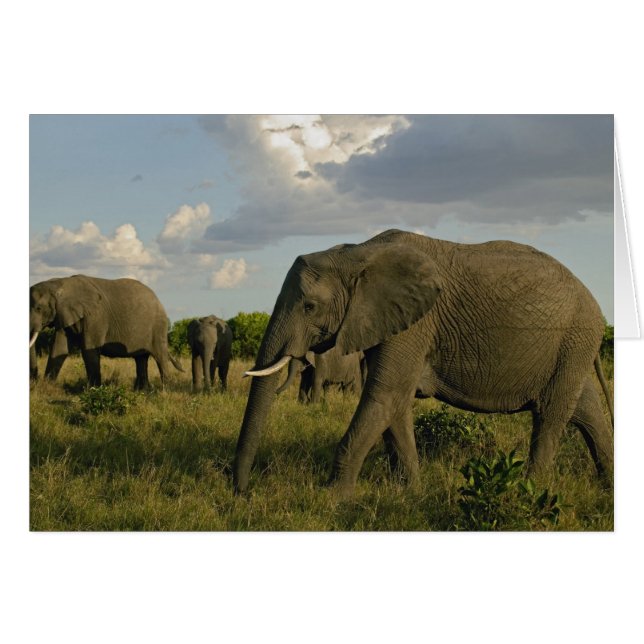 African Elephants Grazing, Loxodonta africana Hälsningskort (Framsidan Horizontal)