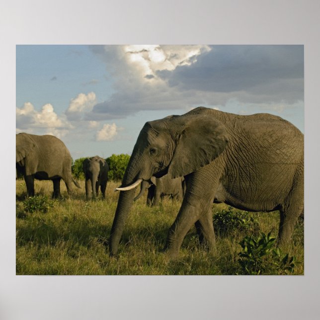 African Elephants Grazing, Loxodonta africana Poster (Framsidan)