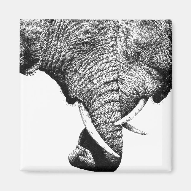 African Elephants Magnet (Framsidan)