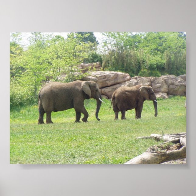 AFRICAN ELEPHANTS POSTER (Framsidan)