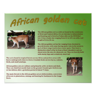 African Golden Cat Fototryck