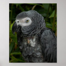 African Grått Parrot - Birdfotografi Poster