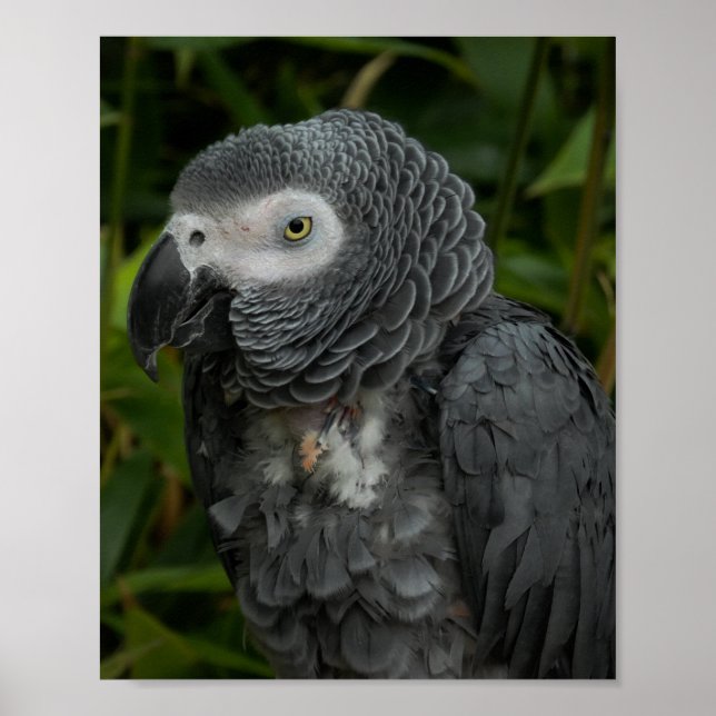 African Grått Parrot - Birdfotografi Poster (Framsidan)