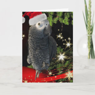 African Grått Parrot Julhelg Kort