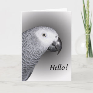 African Grått Parrot Kort