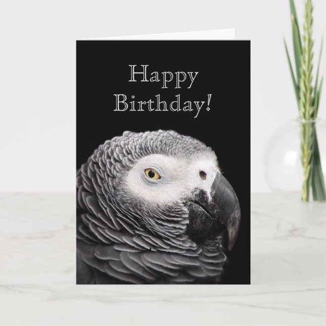African Grått Parrot Kort (Framsida)
