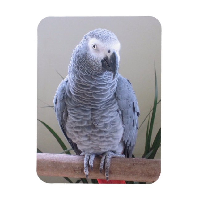 African Grått Parrot Magnet (Vertikal)