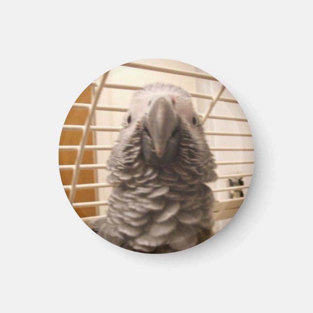 African Grått Parrot Magnet (Framsidan)