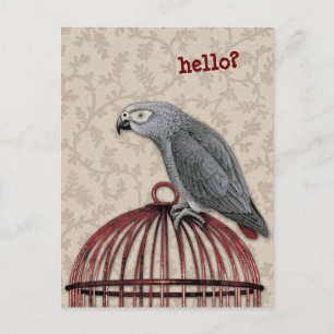 African Grått Parrot on Red Birdcage Vykort