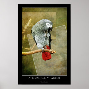 African Grått Parrot Poster