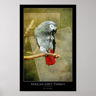 African Grått Parrot Poster