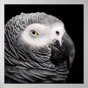 African Grått Parrot Poster