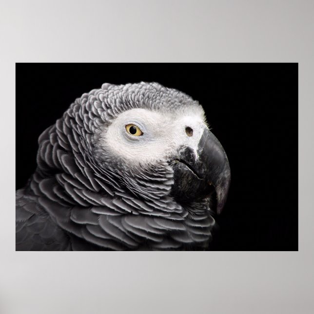 African Grått Parrot Poster (Framsidan)