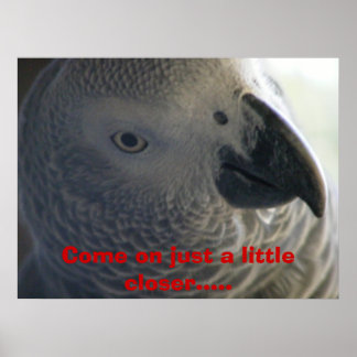 African Grått Parrot Poster