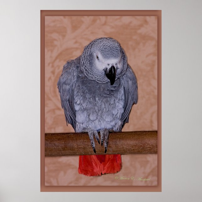African Grått Parrot Poster (Framsidan)