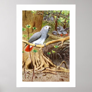 African Grått Parrot Poster