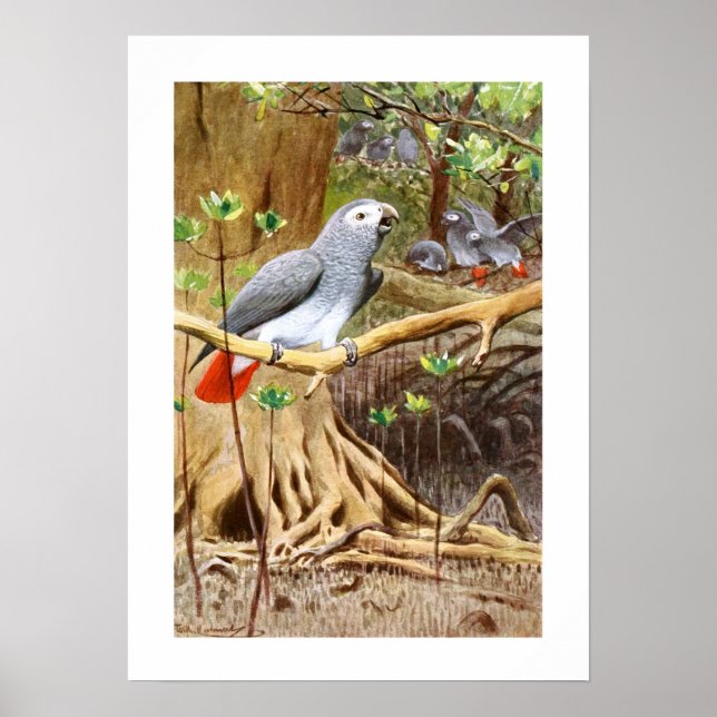 African Grått Parrot Poster (Framsidan)