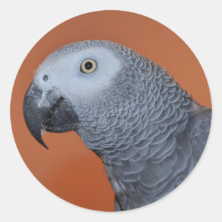 African Grått Parrot Stickers Runt Klistermärke