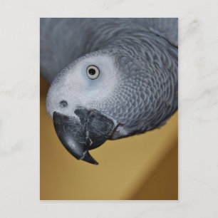 African Grått Parrot Vykort
