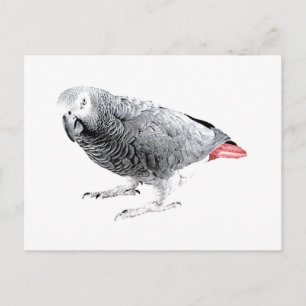 "African Grått" Parrot Vykort