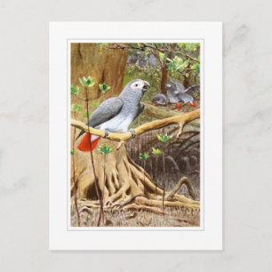 African Grått Parrot Vykort